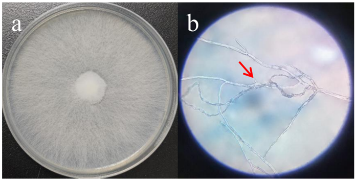 1750314283381252.png 2.png